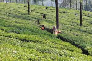 PIANTAGIONI TE' -KERALA-INDIA