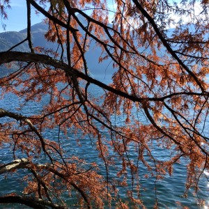 November trees at Lake Como