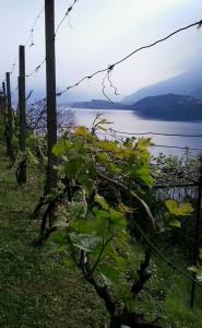 Alto Lario Vines tour guide lake como